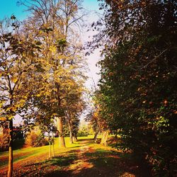 Trees in park during autumn