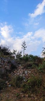Plants growing on field against sky