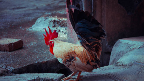 Close-up of a rooster