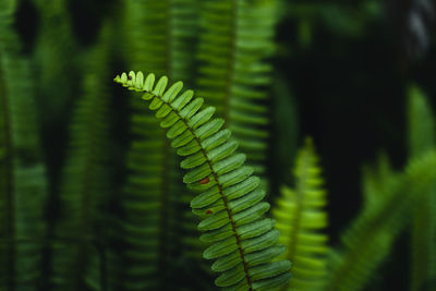 Close-up of fern leaves