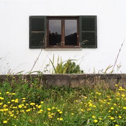 View of yellow flowers against built structure