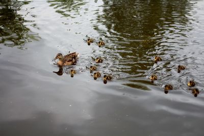 High angle view of ducks swimming in lake