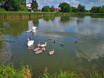 Swans swimming in lake