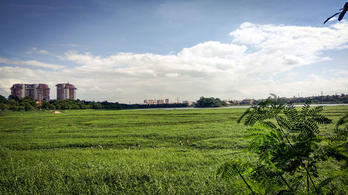 Scenic view of grassy field against sky