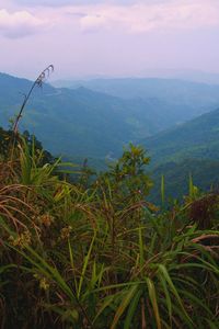 Plants and mountains against sky