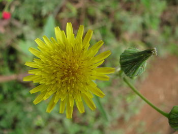Close-up of yellow flower
