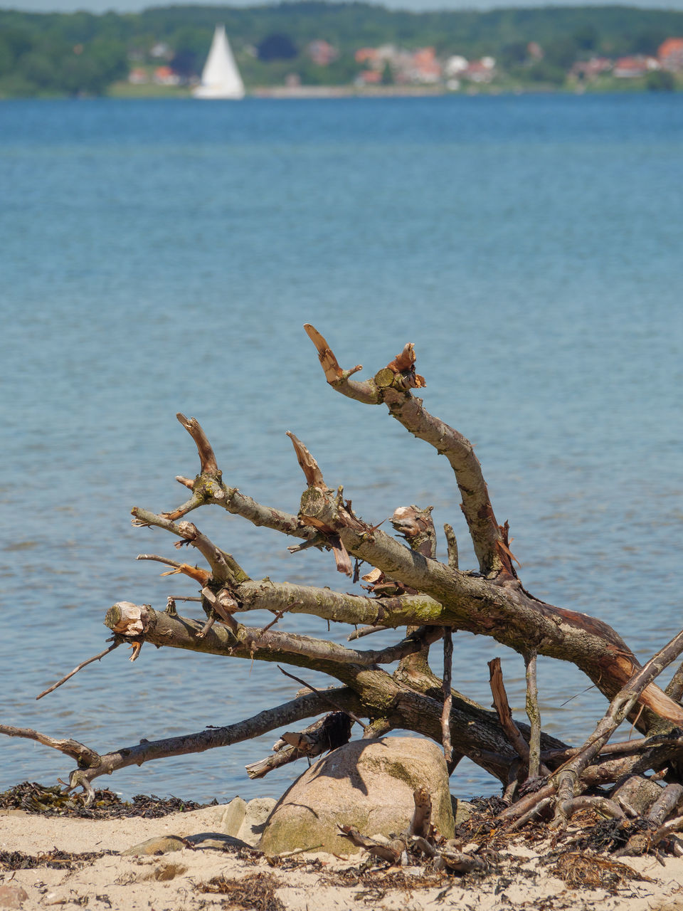 CLOSE-UP OF DRIFTWOOD IN SEA