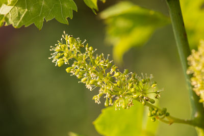 plant