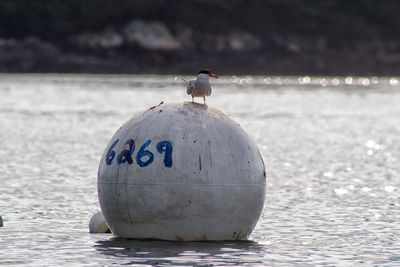 Bird perching on buoy in river