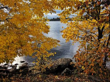 Trees by lake during autumn