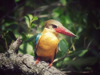 Close-up of a bird perching on branch