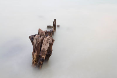 Close-up of tree stump