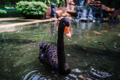 Swan swimming in lake