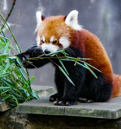 View of a red panda at snack time