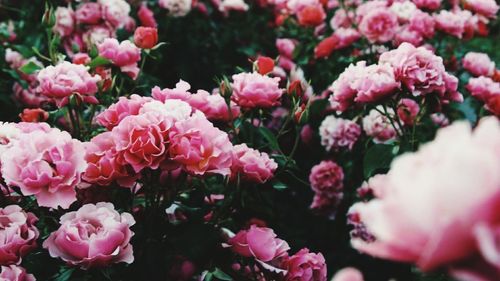 Close-up of pink flowers blooming outdoors