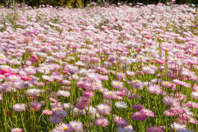 Close-up of pink flowering plants on field