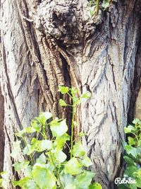 Close-up of ivy growing on tree trunk