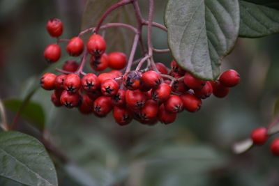 Close-up of red berries growing on tree