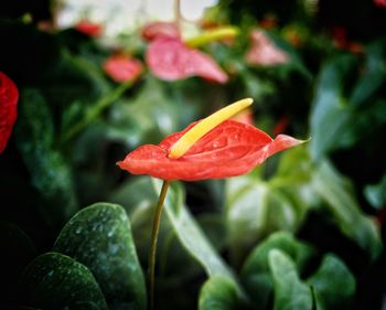 Close-up of red rose flower