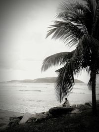 Palm trees on beach