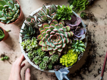 Close-up of hand holding succulent plant