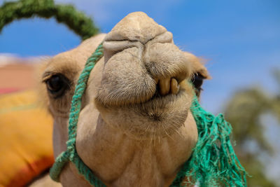 Low angle view of horse outdoors