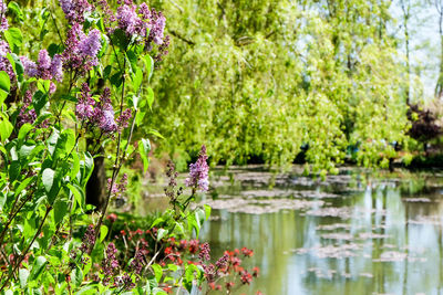 Reflection of plants in pond