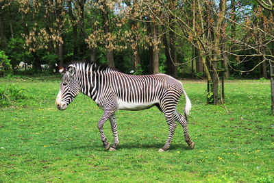 Zebra in a field