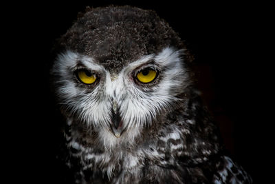 Close-up portrait of owl against black background