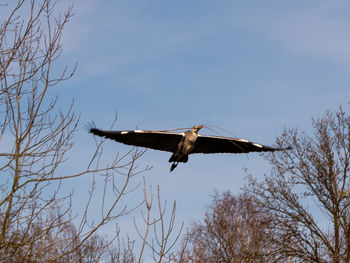 flying