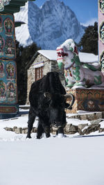 Horse on snow field during winter