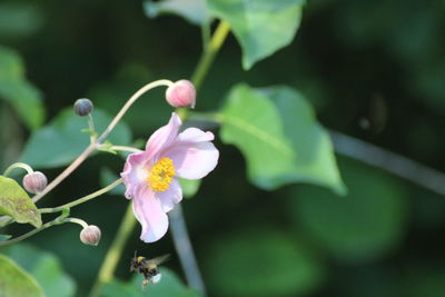 Close-up of pink flowering plant
