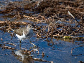 Bird perching on a lake