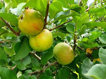 Low angle view of fruits on tree