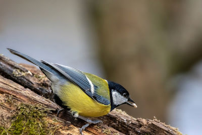 Close-up of bird perching on wood