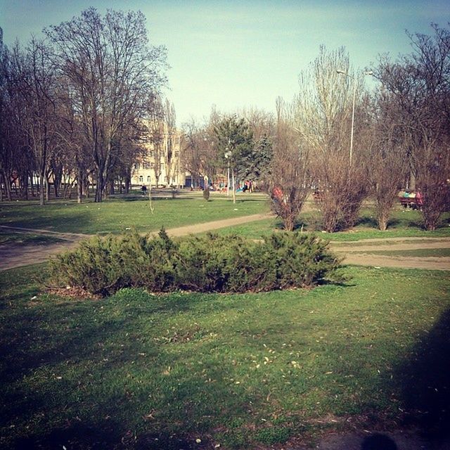 tree, grass, green color, growth, park - man made space, field, grassy, tranquility, nature, sky, lawn, sunlight, branch, tranquil scene, bare tree, park, shadow, beauty in nature, day, clear sky