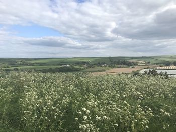 Scenic view of field against sky