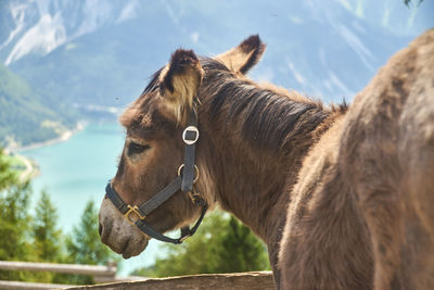 Horse standing in ranch