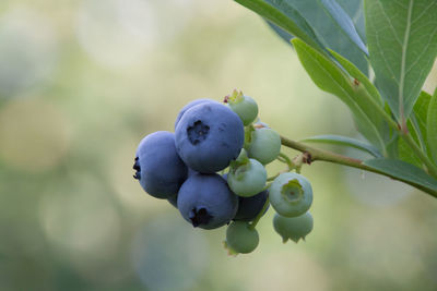 Close-up of berries growing on tree