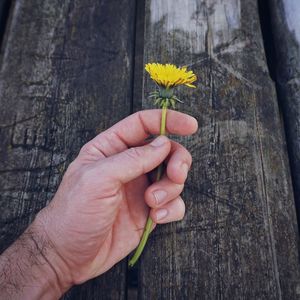 Close-up of hand holding yellow flower