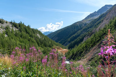 Scenic view of flowering plants and mountains against sky