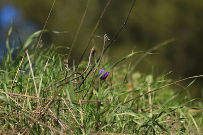 grass