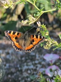 Close-up of butterfly pollinating on flower