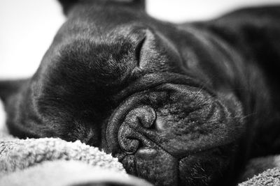 Close-up of a dog sleeping