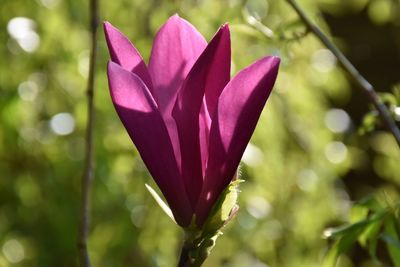 Close-up of purple magnolia flower