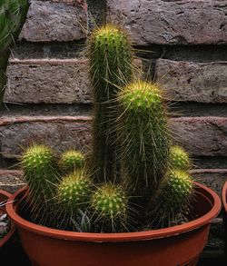Close-up of succulent plant in yard