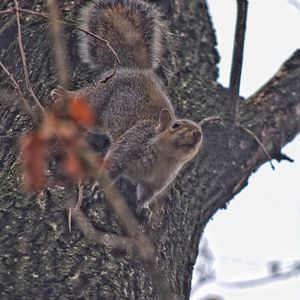 Close-up of squirrel on tree trunk