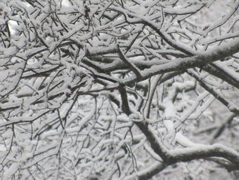 Full frame shot of bare tree