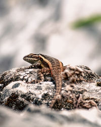 Close-up of lizard on rock