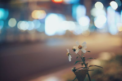 Close-up of flower against blurred background